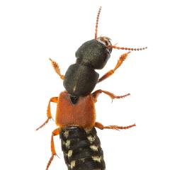 MYN Rove Beetle - Platydracus stercorarius 